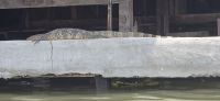 Khlong eindrücke (9) &ndash; &copy; Marcus Hasselhorst (Eberhardt TRAVEL)