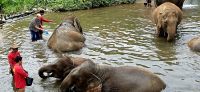 Kanta elephant sanctuary (9)