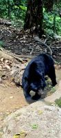 Bear Rescue Centre (1) &ndash; &copy; Marcus Hasselhorst (Eberhardt TRAVEL)