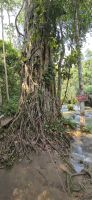Kuang Si Wasserfälle (7) &ndash; &copy; Marcus Hasselhorst (Eberhardt TRAVEL)