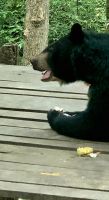 Bear Rescue Centre (5) &ndash; &copy; Marcus Hasselhorst (Eberhardt TRAVEL)