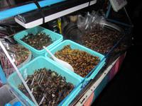 0005 Insekten &ndash; &copy; Patrick Fritzsche (Eberhardt TRAVEL)