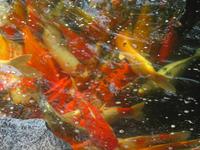 0076 Koi-Karpfen &ndash; &copy; Patrick Fritzsche (Eberhardt TRAVEL)
