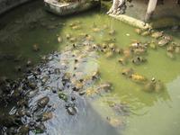 0174 Kek Lok Si Tempel Penang &ndash; &copy; Patrick Fritzsche (Eberhardt TRAVEL)