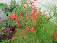 0193 Flora aus Penang &ndash; &copy; Patrick Fritzsche (Eberhardt TRAVEL)