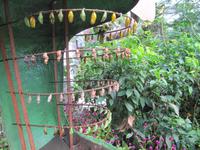 0214 Schmetterlingsfarm Penang &ndash; &copy; Patrick Fritzsche (Eberhardt TRAVEL)