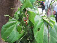 0215 Schmetterlingsfarm Penang &ndash; &copy; Patrick Fritzsche (Eberhardt TRAVEL)