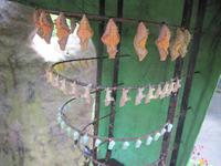 0216 Schmetterlingsfarm Penang &ndash; &copy; Patrick Fritzsche (Eberhardt TRAVEL)