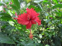 0218 Schmetterlingsfarm Penang &ndash; &copy; Patrick Fritzsche (Eberhardt TRAVEL)