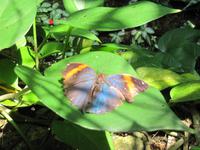 0220 Schmetterlingsfarm Penang &ndash; &copy; Patrick Fritzsche (Eberhardt TRAVEL)