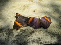 0221 Schmetterlingsfarm Penang &ndash; &copy; Patrick Fritzsche (Eberhardt TRAVEL)