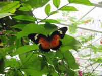 0223 Schmetterlingsfarm Penang &ndash; &copy; Patrick Fritzsche (Eberhardt TRAVEL)