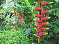 0230 Schmetterlingsfarm Penang &ndash; &copy; Patrick Fritzsche (Eberhardt TRAVEL)