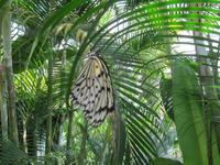 0231 Schmetterlingsfarm Penang &ndash; &copy; Patrick Fritzsche (Eberhardt TRAVEL)