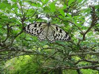 0233 Schmetterlingsfarm Penang &ndash; &copy; Patrick Fritzsche (Eberhardt TRAVEL)