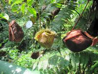 0236 Schmetterlingsfarm Penang &ndash; &copy; Patrick Fritzsche (Eberhardt TRAVEL)