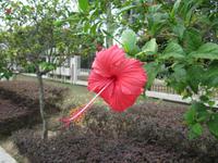 0299 Nationalblume Malaysias &ndash; &copy; Patrick Fritzsche (Eberhardt TRAVEL)