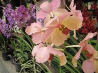 0313 Orchideengarten Kuala Lumpur &ndash; &copy; Patrick Fritzsche (Eberhardt TRAVEL)