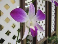 0314 Orchideengarten Kuala Lumpur &ndash; &copy; Patrick Fritzsche (Eberhardt TRAVEL)