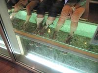 0395 Fischtherapie &ndash; &copy; Patrick Fritzsche (Eberhardt TRAVEL)