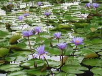 0434 Lotusblumenteich an der Bayfront &ndash; &copy; Patrick Fritzsche (Eberhardt TRAVEL)