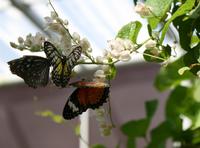 Schmetterlingsfarm &ndash; &copy; Anna Stiebing (Eberhardt TRAVEL)