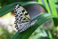 Schmetterlingsfarm &ndash; &copy; Anna Stiebing (Eberhardt TRAVEL)