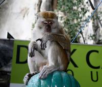 freche Affen &ndash; &copy; Anna Stiebing (Eberhardt TRAVEL)