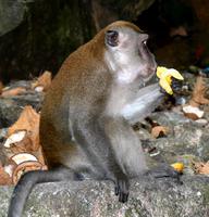 freche Affen &ndash; &copy; Anna Stiebing (Eberhardt TRAVEL)