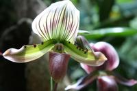 Orchideengarten &ndash; &copy; Anna Stiebing (Eberhardt TRAVEL)