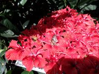 01.02.2016: Kuala Lumpur - Schmetterling-Park &ndash; &copy; Katrin Deutschbein (Eberhardt TRAVEL)