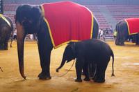 Elefantenshow &ndash; &copy; Annett Müller (Eberhardt TRAVEL)