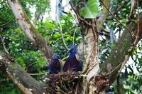 Kuala Lumpur Bird & Orchideen Park - Fächertaube &ndash; &copy; Annett Müller (Eberhardt TRAVEL)