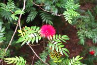 Kuala Lumpur Bird & Orchideen Park - Flaschenputzer &ndash; &copy; Annett Müller (Eberhardt TRAVEL)