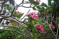 Kuala Lumpur Bird & Orchideen Park - Frangipani &ndash; &copy; Annett Müller (Eberhardt TRAVEL)