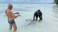 Haie streicheln auf Fakarava &ndash; &copy; Jacob Spangenberg (Eberhardt TRAVEL)