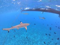 Lagunentour Bora Bora - Schnorcheln mit den Rochen & Haien &ndash; &copy; Jacob Spangenberg (Eberhardt TRAVEL)