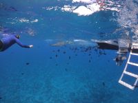 Lagunentour Bora Bora - Schnorcheln mit den Rochen & Haien &ndash; &copy; Jacob Spangenberg (Eberhardt TRAVEL)