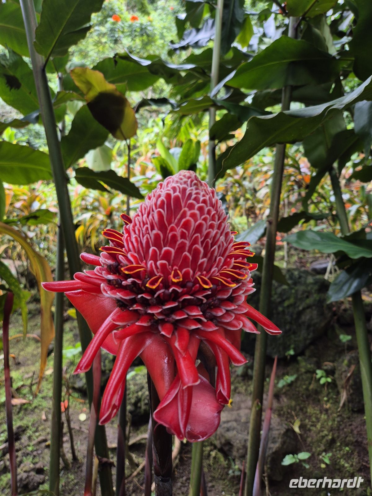 Porzellanblume &ndash; &copy; Frank Nimschowski (Eberhardt TRAVEL)
