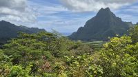 Inselrundfahrt Moorea - Aussichtspunkt Belvedere