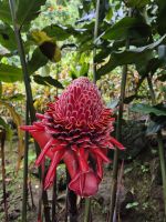 Porzellanblume &ndash; &copy; Frank Nimschowski (Eberhardt TRAVEL)