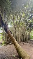 Botanischer Garten, Tahiti &ndash; &copy; Mareike Schmidt (Eberhardt TRAVEL)