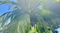 Botanischer Garten, Tahiti &ndash; &copy; Mareike Schmidt (Eberhardt TRAVEL)