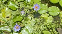 Botanischer Garten, Tahiti &ndash; &copy; Mareike Schmidt (Eberhardt TRAVEL)
