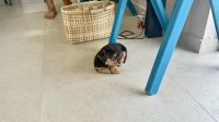 Hundebaby, Fakarava &ndash; &copy; Mareike Schmidt (Eberhardt TRAVEL)