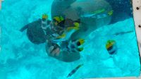 Glasbodenboot, Rangiroa &ndash; &copy; Mareike Schmidt (Eberhardt TRAVEL)