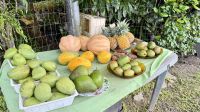 Obst, Huahine &ndash; &copy; Mareike Schmidt (Eberhardt TRAVEL)