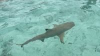 Schwarzspitzen-Riffhai, Bora Bora &ndash; &copy; Mareike Schmidt (Eberhardt TRAVEL)
