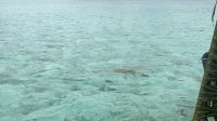 Schwarzspitzen-Riffhai, Bora Bora &ndash; &copy; Mareike Schmidt (Eberhardt TRAVEL)