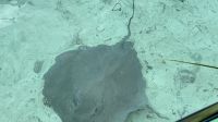 Mantarochen, Bora Bora &ndash; &copy; Mareike Schmidt (Eberhardt TRAVEL)